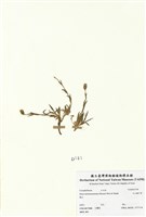 藏品(玉山蠅子草)的圖片